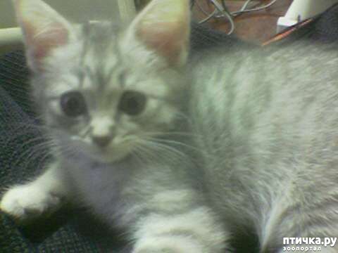 ���� 1: ��������� �������������, ���������.