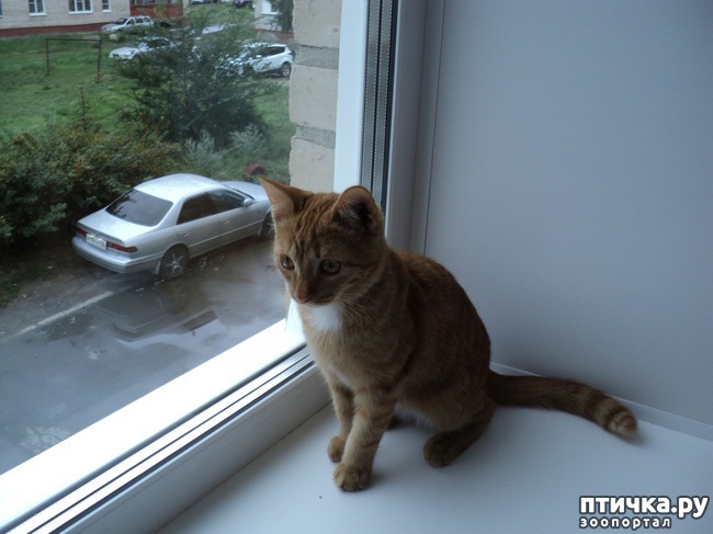 ���� 2: ��� �������, �������� � ���������, �����������!!!