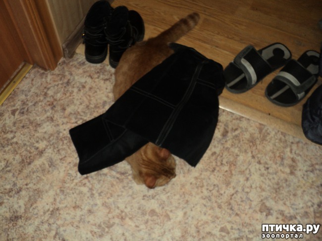 ���� 3: ��� �������, �������� � ���������, �����������!!!