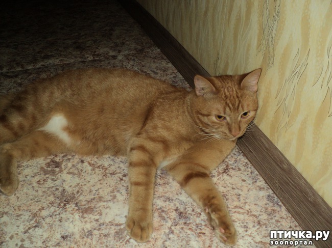 ���� 4: ��� �������, �������� � ���������, �����������!!!