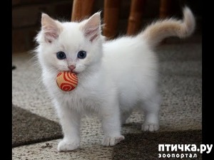 ����: ������ ���������