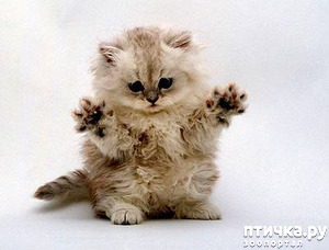 ����: ������� ��� �����