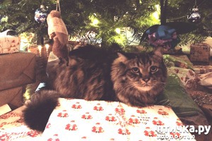 ����: ���� ������� � ����� ���