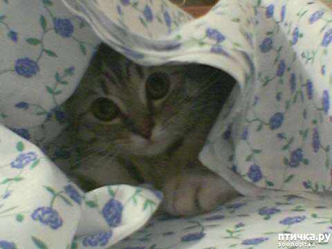 ���� 5: ��������� �������������, ���������.