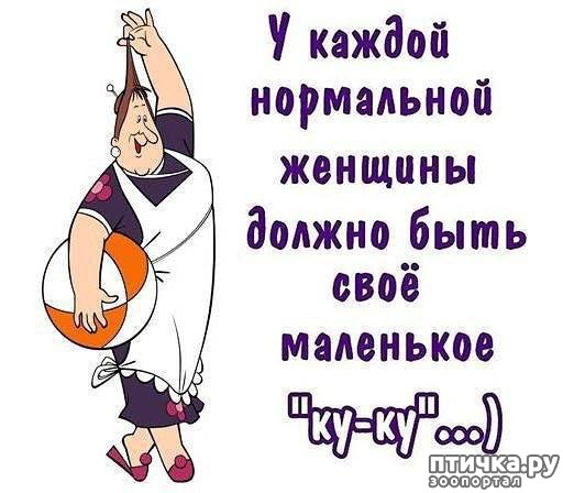 фотография 2: Про собак и кошек анекдоты)) И не только. фото 2: Про собак и кошек анекдоты)) И не только.