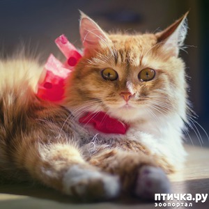 ����: ���� ����� �����