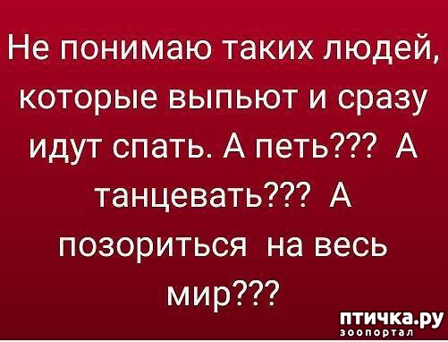 фотография 4: Про собак и кошек анекдоты)) И не только. фото 4: Про собак и кошек анекдоты)) И не только.