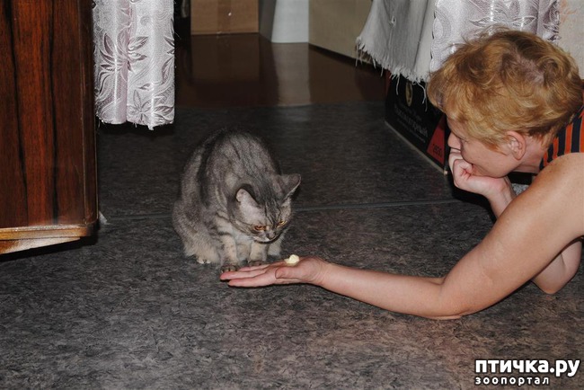 ���� 7: ��������� �������������, ���������.