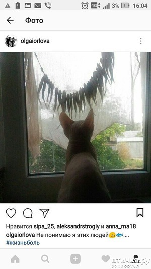 фото: Философия сфинка, теория Майбаха!