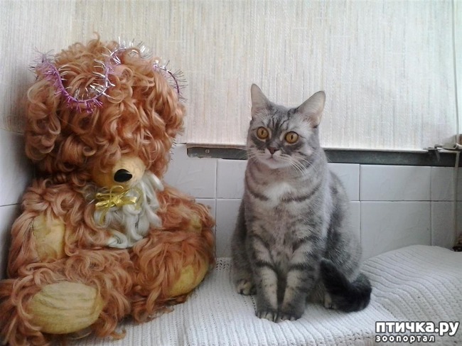 ���� 9: ��������� �������������, ���������.