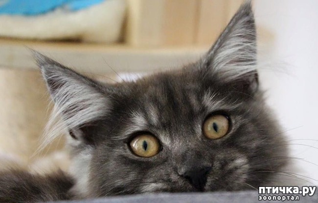 ���� 6: ����-��� � ������� � ������ �������