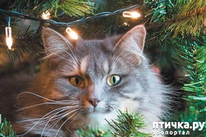 ����: 12 ��������� ��������� �������� ���������, ����� � ���� ���� �����