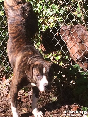 ����: ��� ��� ��� ����� ����� � ��������, ������� �������� � ��������