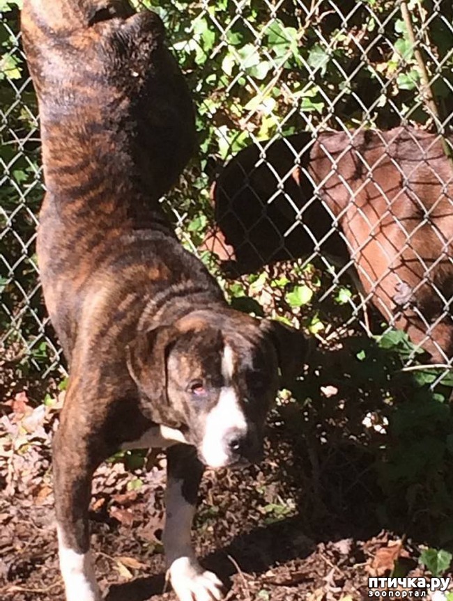 ���� 1: ��� ��� ��� ����� ����� � ��������, ������� �������� � ��������