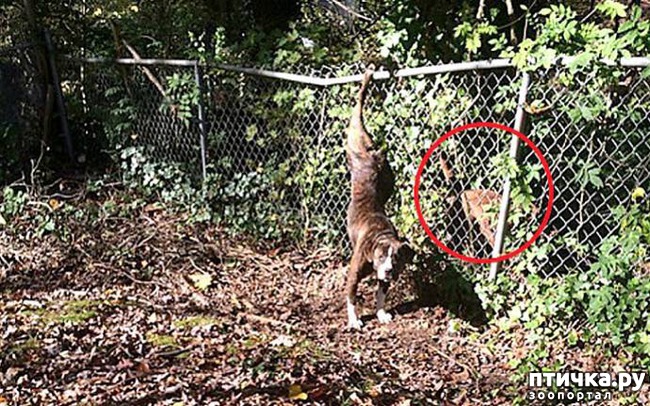 ���� 2: ��� ��� ��� ����� ����� � ��������, ������� �������� � ��������