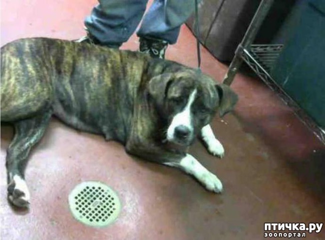 ���� 4: ��� ��� ��� ����� ����� � ��������, ������� �������� � ��������