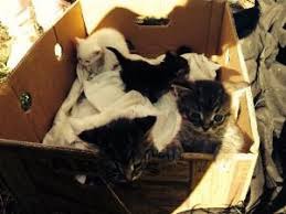 ����: ������