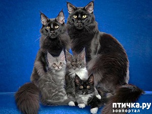 ����: ����-��� � ������� � ������ �������