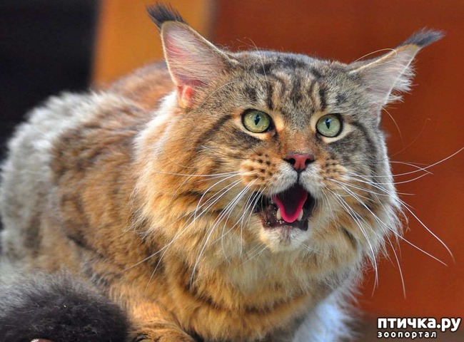 ���� 2: ����-��� � ������� � ������ �������