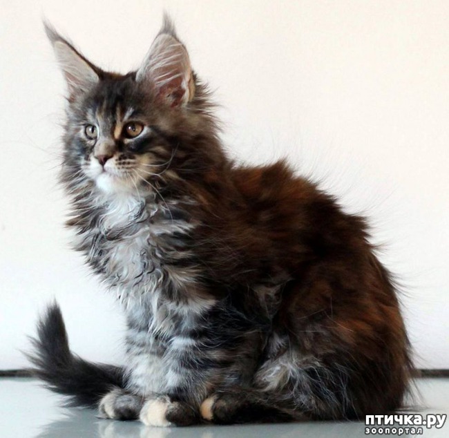 ���� 3: ����-��� � ������� � ������ �������