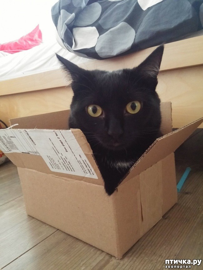 ���� 11: ��������, ������� ����� �������� ����� ������ �������� � ����� ����������� ������)))