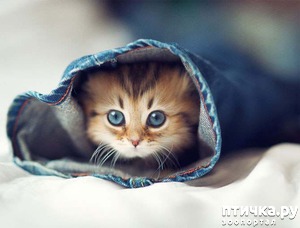 ����: ������ ����� ����� ��������� ����?