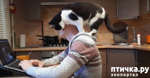 ����: ��� �������� �� ���� ��������))) ������-����� �� ����))