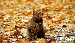 ����: �������� ��� � ���������� ��������� �������� ����������� ��������))