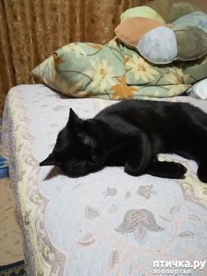 ����: ���������