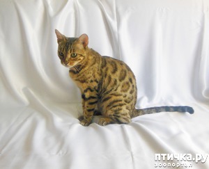 ����: ���� ����� �������