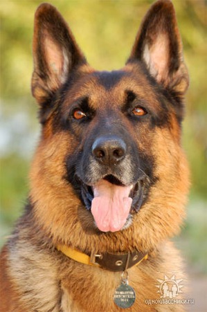 ����: ������ �����