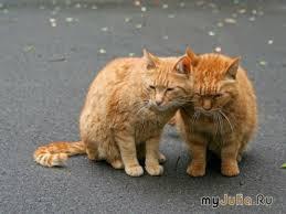 ����: ������� ��������