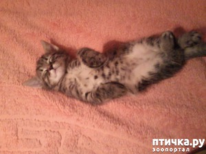 ����: ������� �������������, ���� ����� ������.