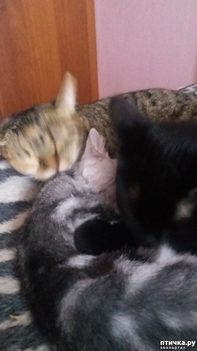 ���� 4: ��������