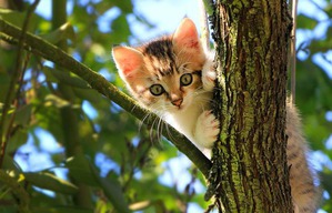 ����: ��������� �����)