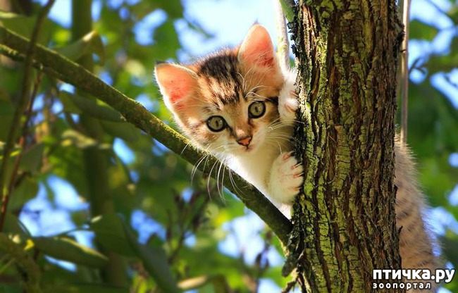 ���� 1: ��������� �����)