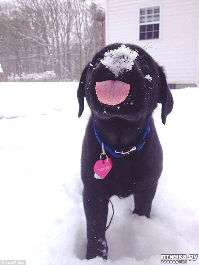 ���� 3: ��������, ��������� ���� �������)))