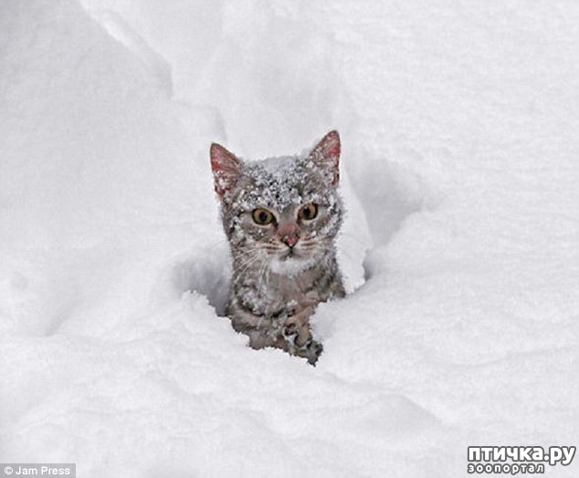 ���� 7: ��������, ��������� ���� �������)))