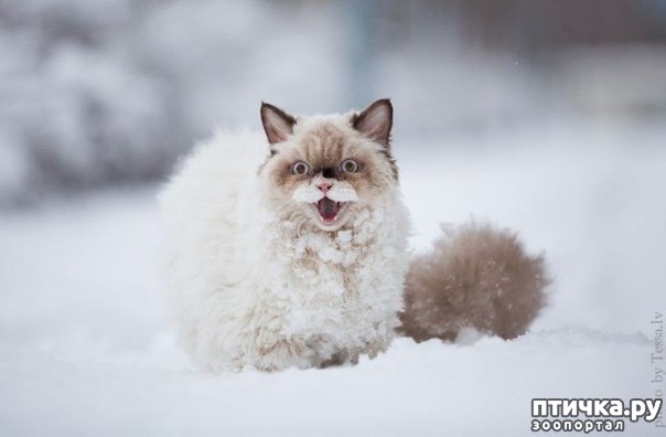 ���� 2: ��������, ��������� ���� �������)))