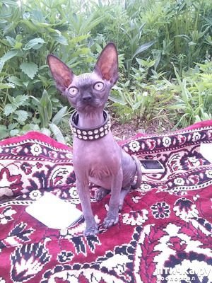 ����: ���� ��������� �������