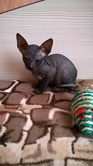 ����: ��� ��������� � ���������� �������