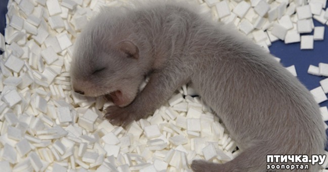 ���� 1: ������� �������� �������� �������� � ��� �������, ����� ��� �������