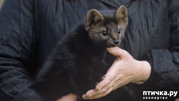 ���� 2: ������� �������� �������� �������� � ��� �������, ����� ��� �������