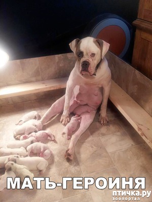 ����: ���� �������...