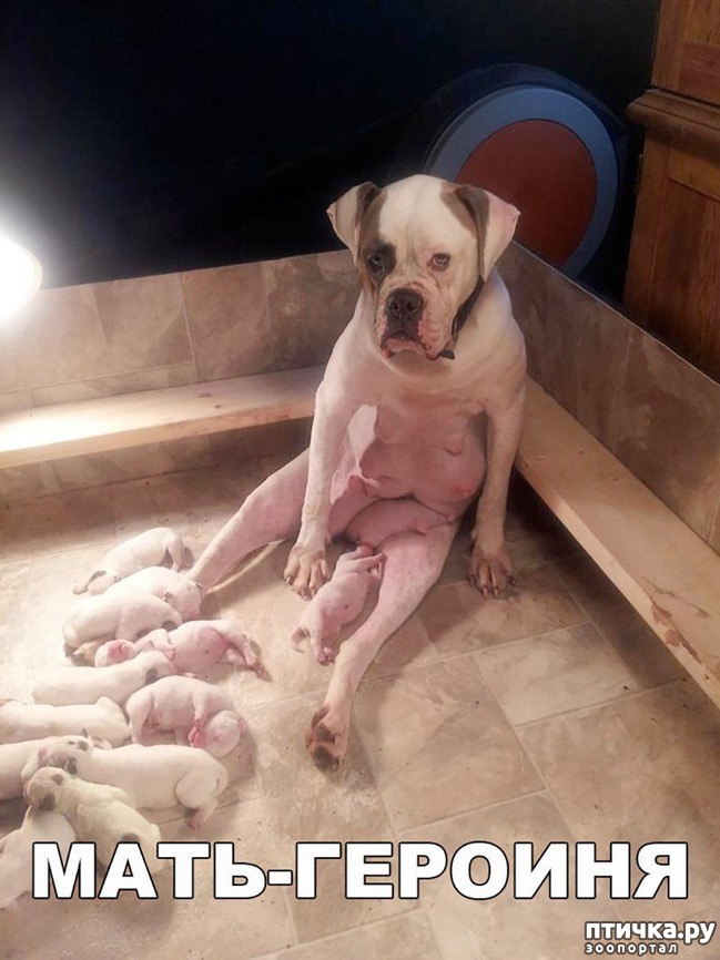 ���� 1: ���� �������...