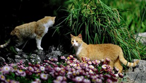 ����: � �������� ��������� ��������� �������� ������� ��� �����