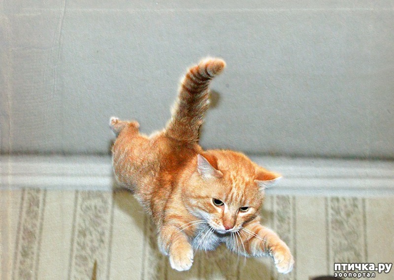 Порхают правильно. Рыжий котенок прыгает. Рыжий котик прыгает. Рыжий кот бежит. Кот спрыгивает вниз.