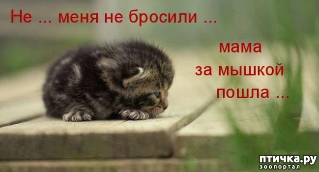 ���� 7: ��������� �����������, ��!