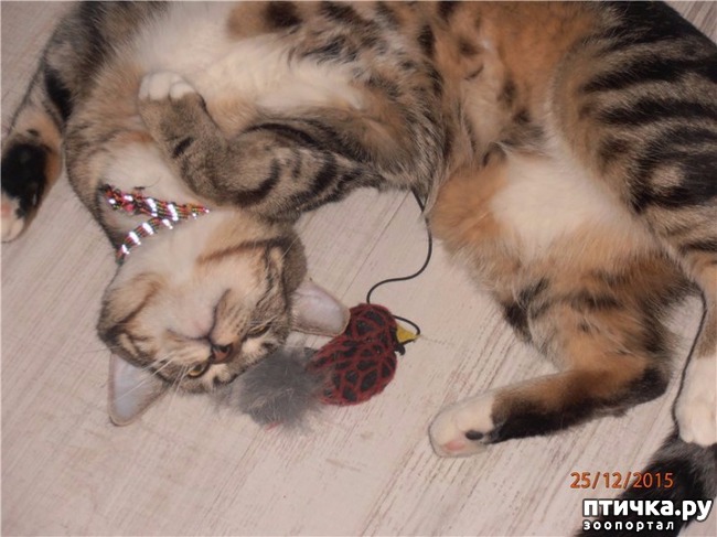 ���� 11: � ���� ����� ��� �����