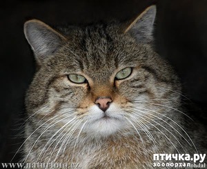 ����: ��������� ������ �����.